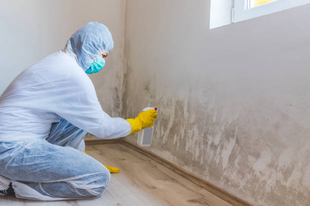 Licensed Mold Remediation service in Cedar Grove, NC - WQB Mold Removal